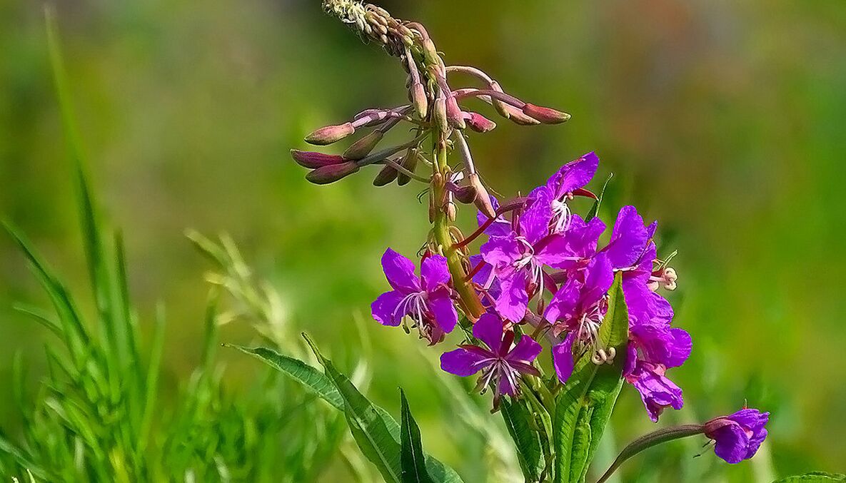 Fireweed w RevitaProst